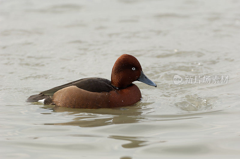 Ferruginous鸭子(Aythya nyroca)